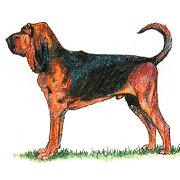 Bloodhound - Click Image to Close